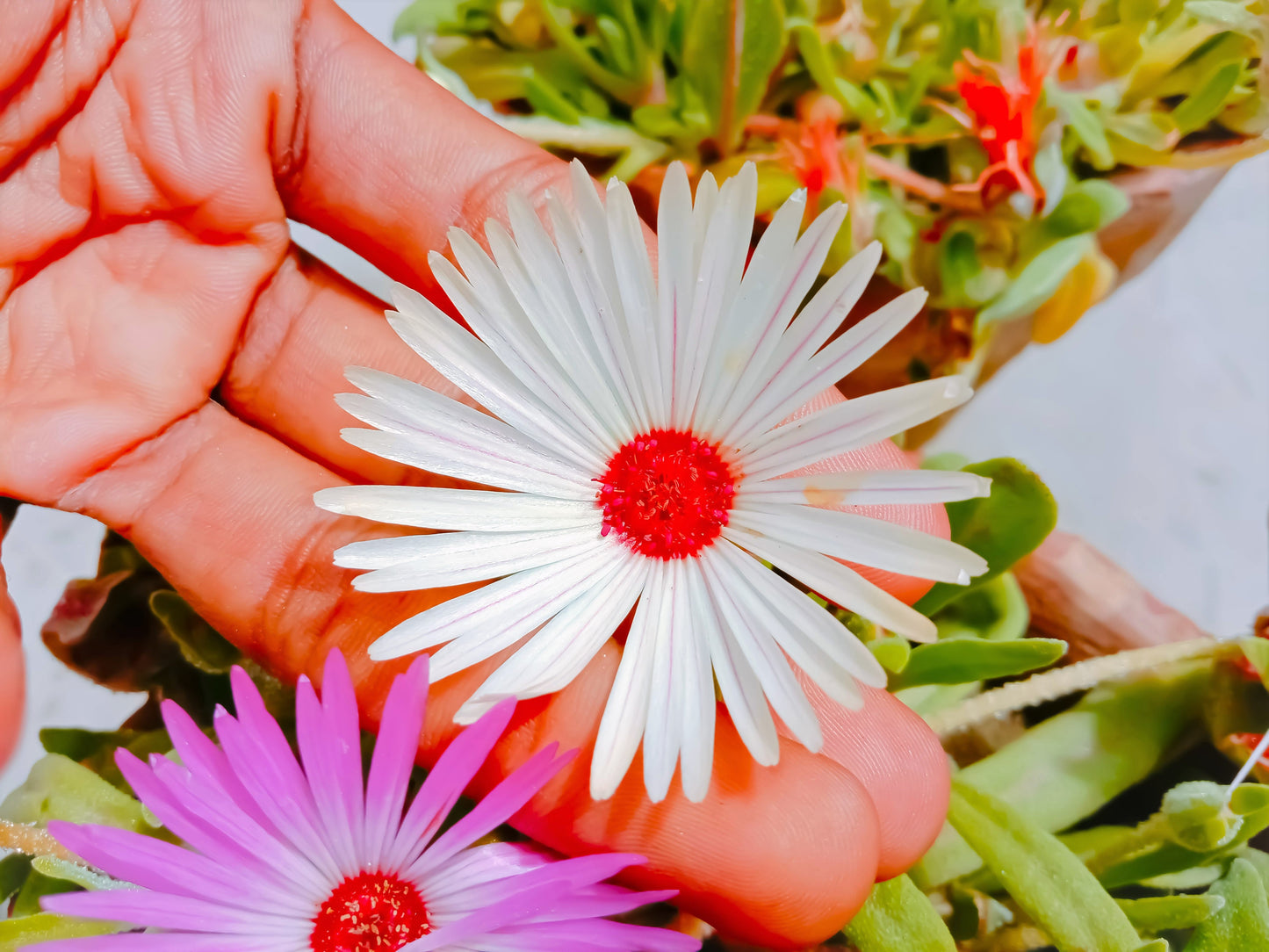 100 Gelato White Ice Plant (Mesembryanthemum Livingstone Daisy) Seeds