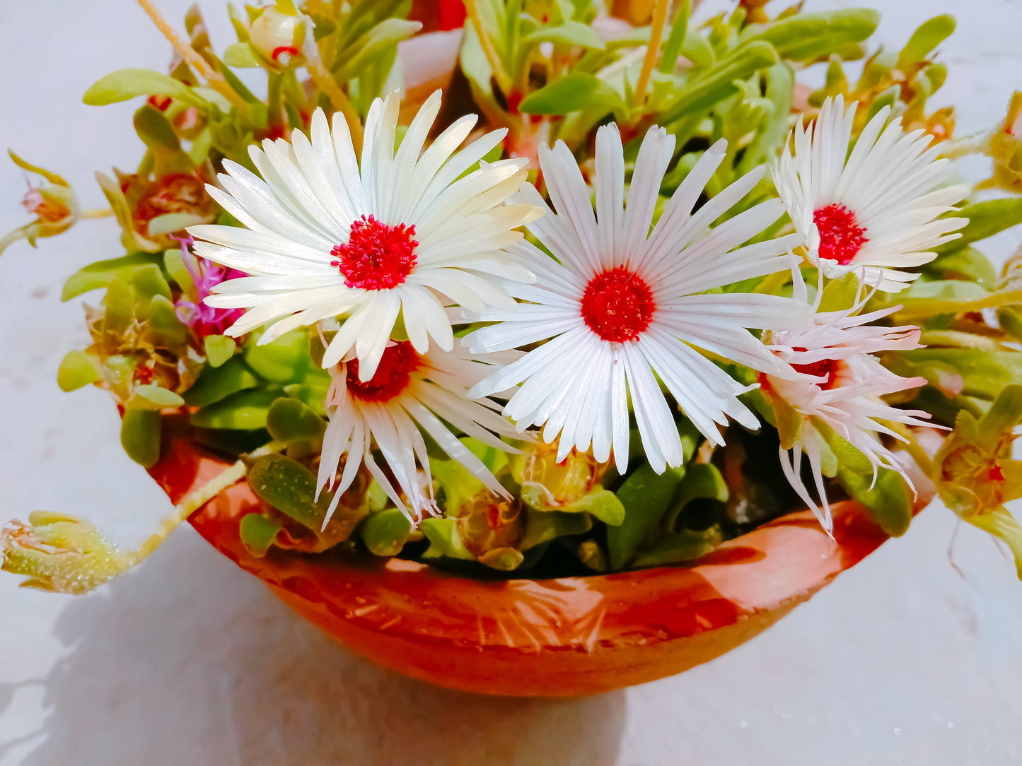 100 Gelato White Ice Plant (Mesembryanthemum Livingstone Daisy) Seeds