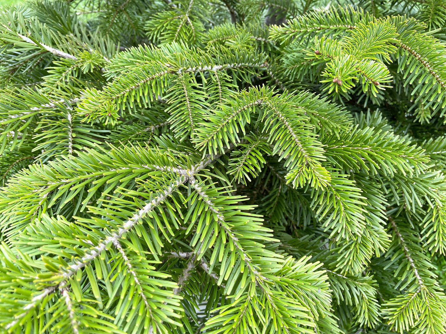 30 Balsam Fir Tree (Abies Balsamea) Seeds