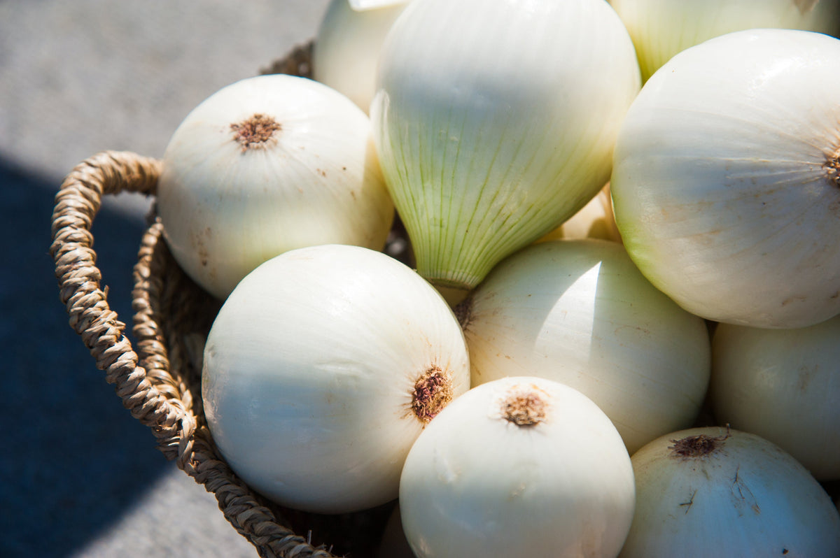 Eclipse White Sweet Onion (Allium cepa) Seeds – 250 ct