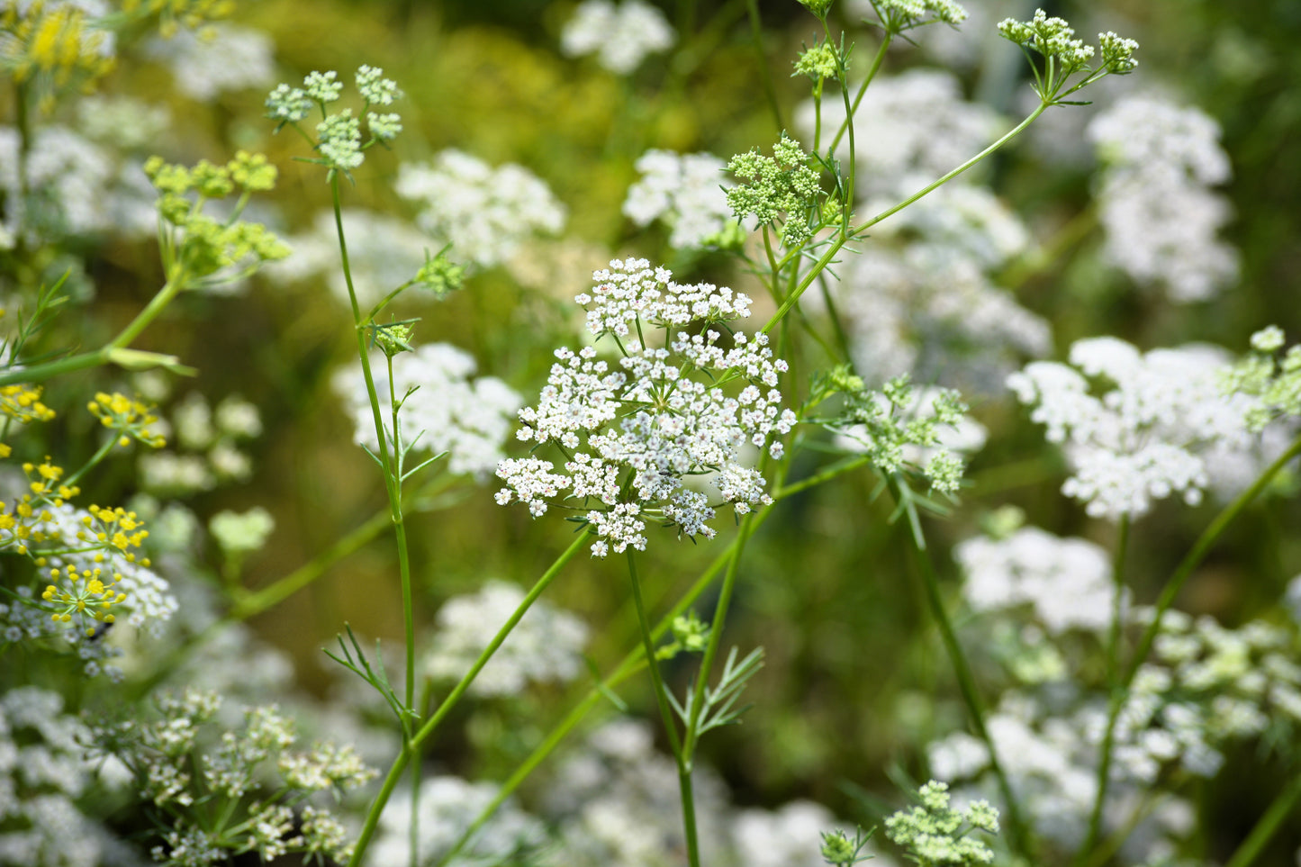500 Organic Cumin (Cuminum Cyminum) Seeds