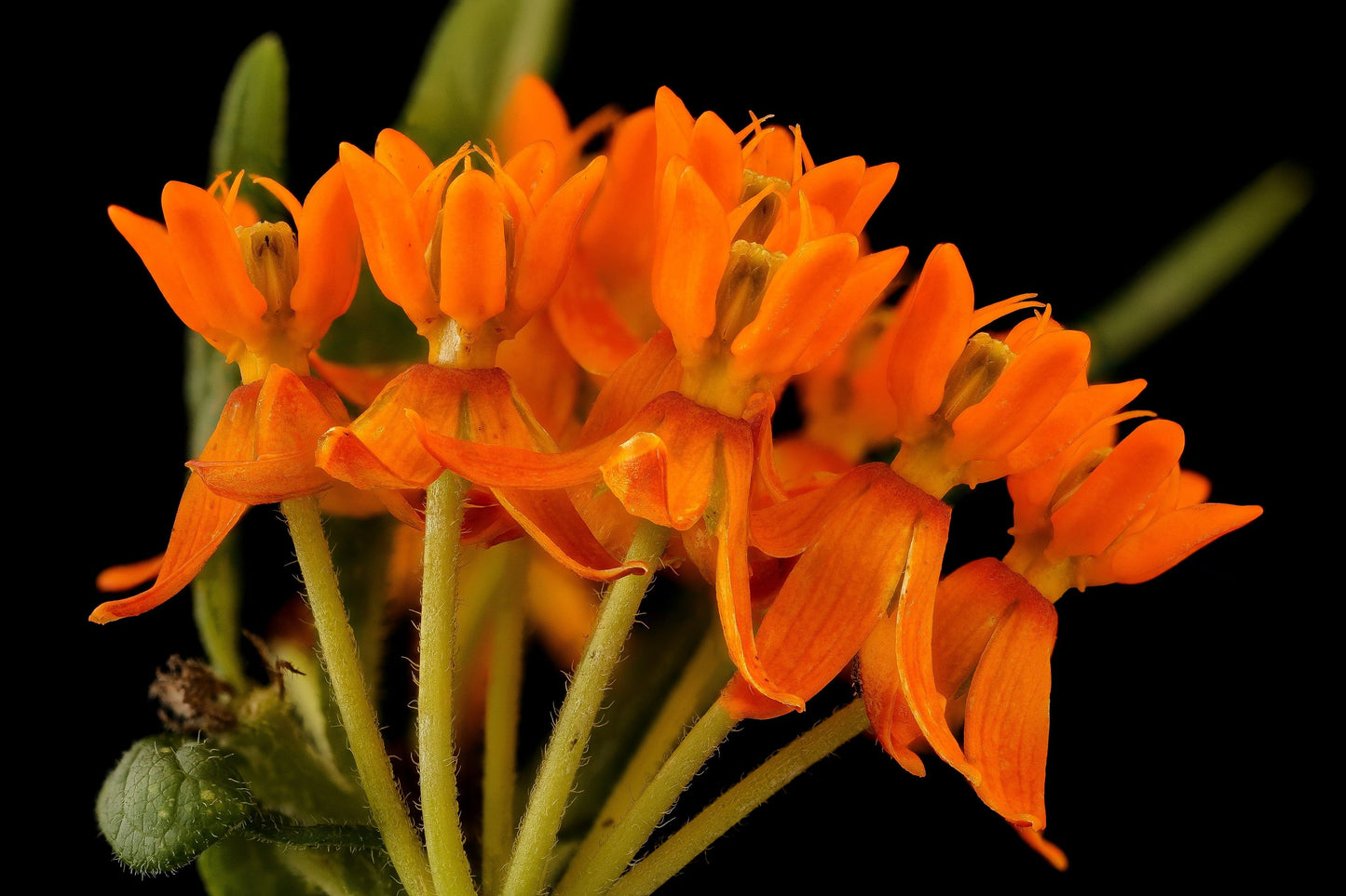 10 'Gay Butterflies' Milkweed (Asclepias Tuberosa) Seeds