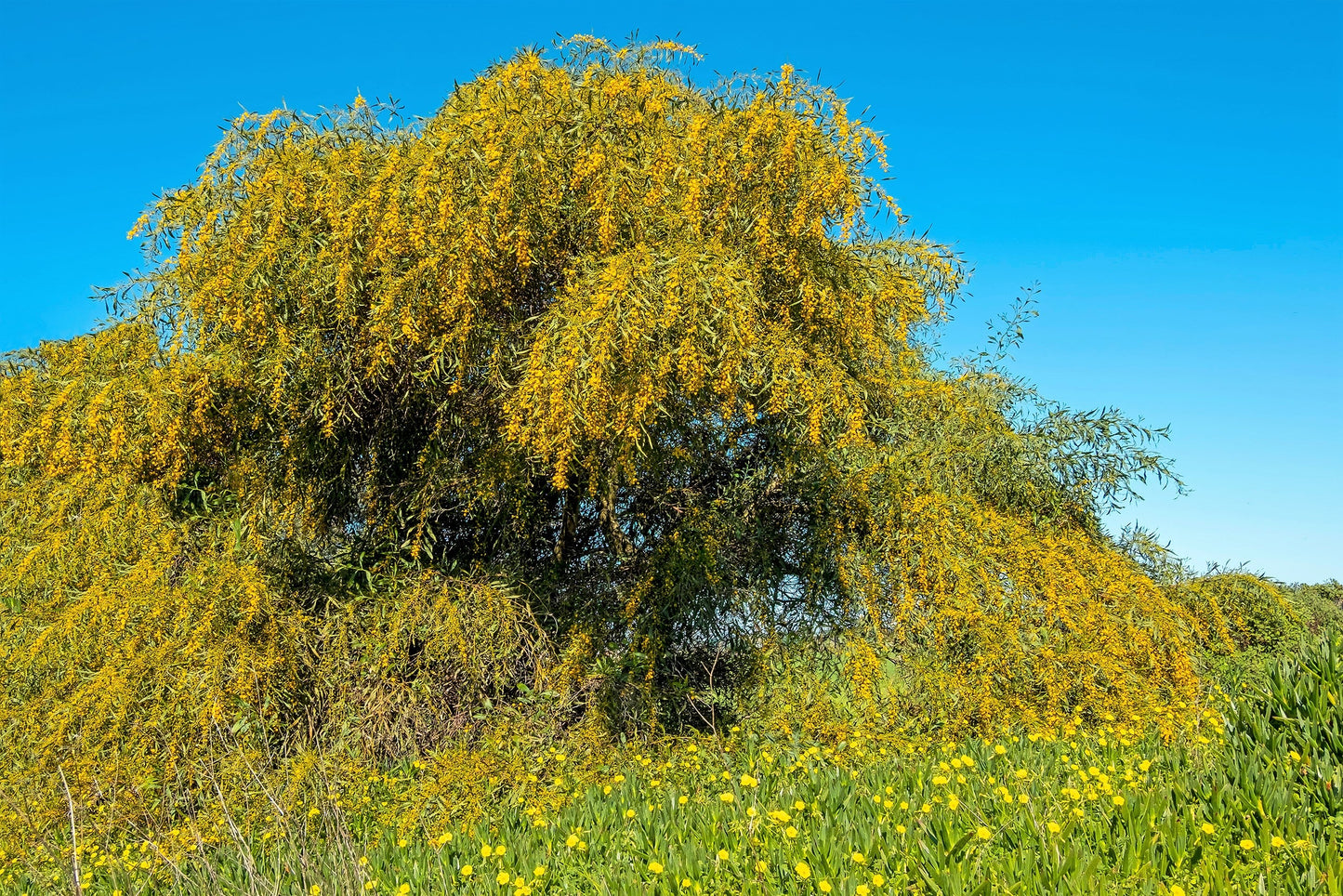 10 Golden Mimosa (Acacia Baileyana) Seeds