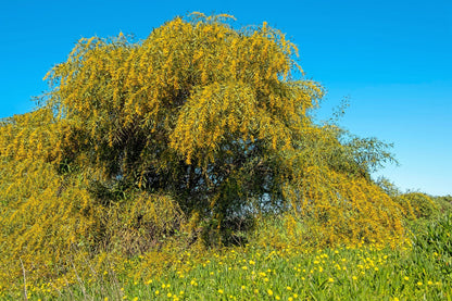 10 Golden Mimosa (Acacia Baileyana) Seeds