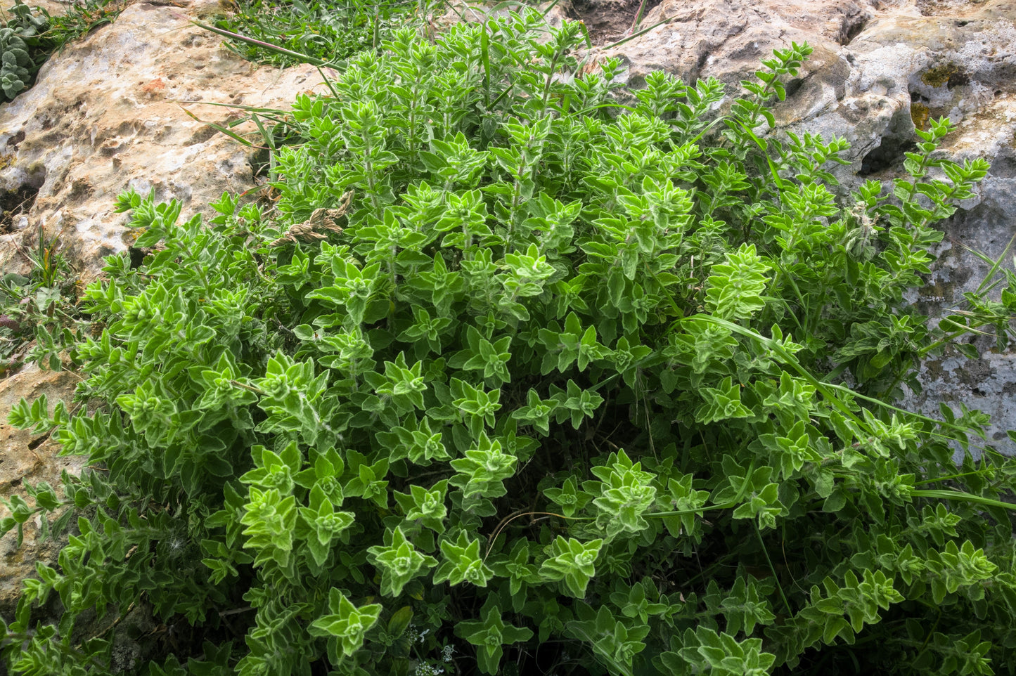 500 Greek Oregano (Origanum Vulgare Hirtum) Seeds