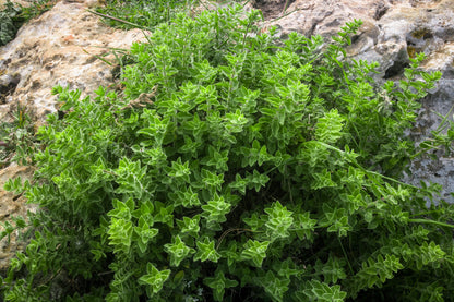 500 Greek Oregano (Origanum Vulgare Hirtum) Seeds