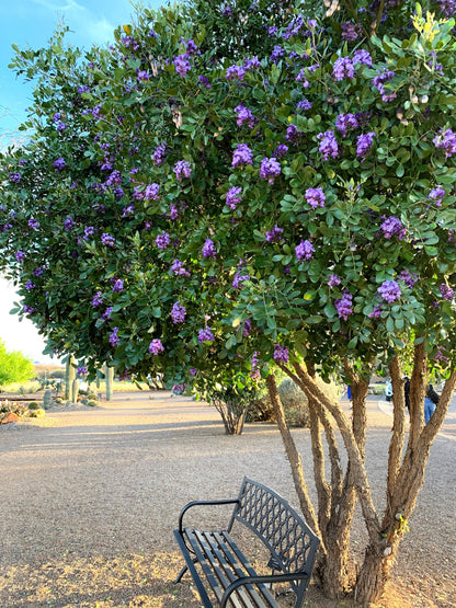 10 TEXAS Mountain LAUREL Sophora Secundiflora Mescal Tree Purple Flower Seeds