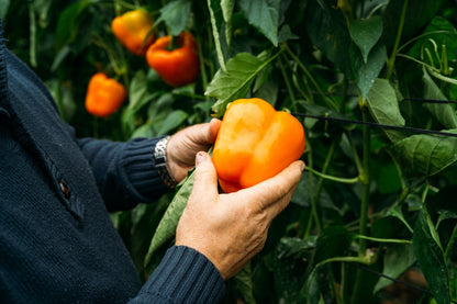 50 Orange Sun Bell Pepper (Capsicum Annuum) Seeds