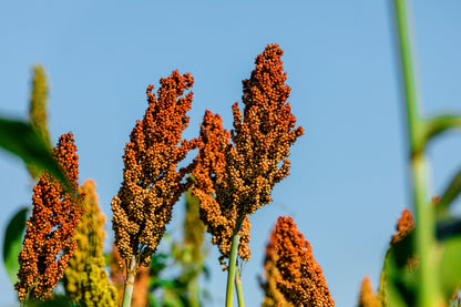 1 Lb  Honey Drip Sorghum (Sorghum Bicolor) Seeds