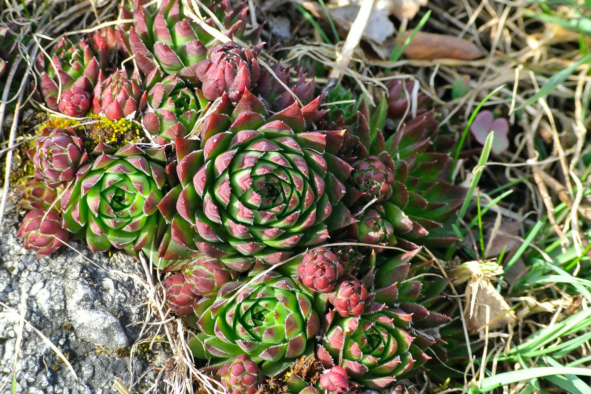 Mountain Houseleek (Sempervivum montanum) Seeds – 50 ct