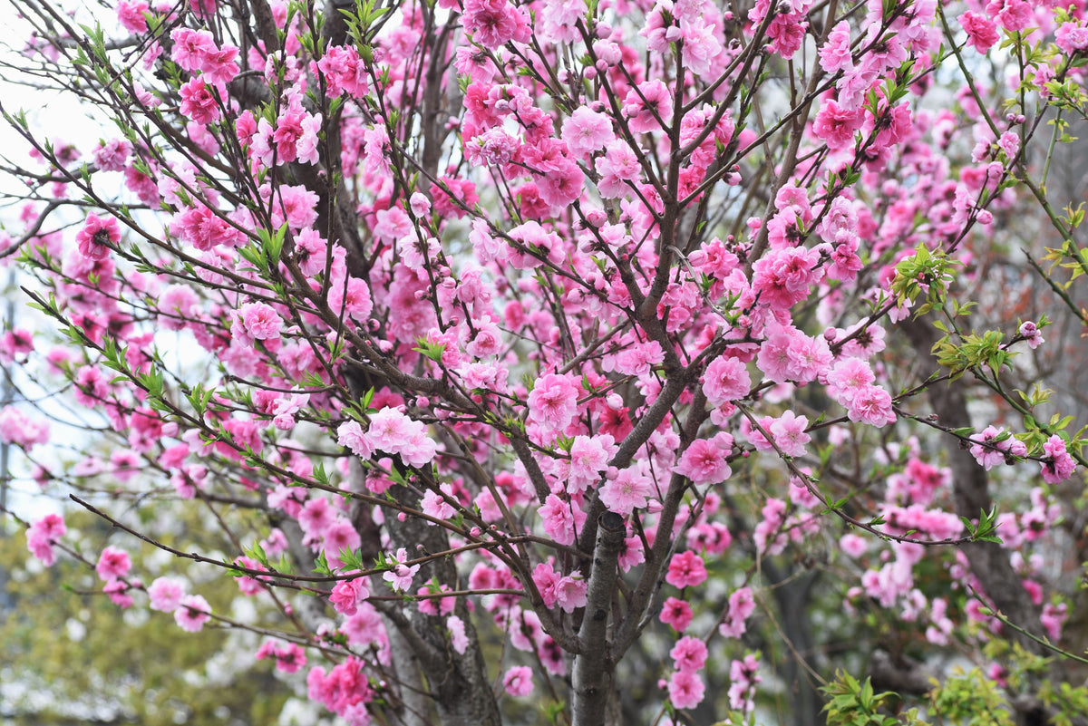 3 Nemaguard PeachTree (Prunus Persica) Seeds