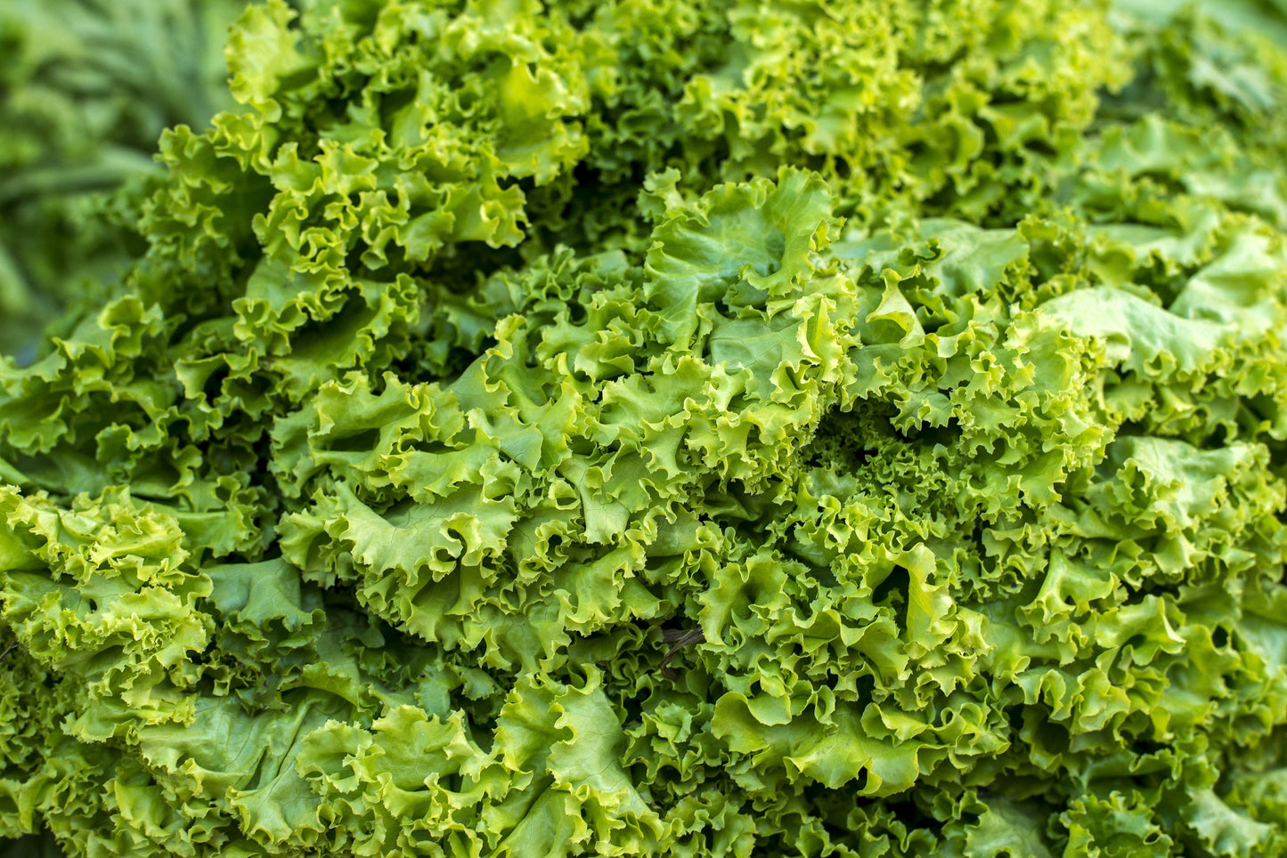 3000 Southern Giant Curled Mustard (Brassica Juncea) Seeds