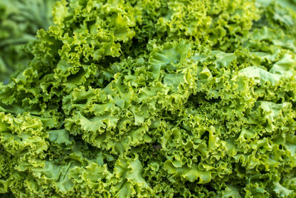 3000 Southern Giant Curled Mustard (Brassica Juncea) Seeds