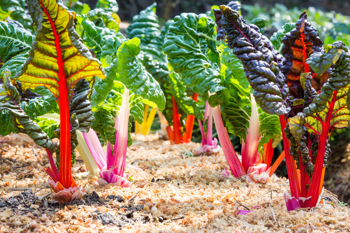 150 Mixed Colors Northern Lights Swiss Chard (Beta Vulgaris Cicla) Seeds