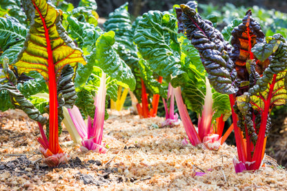 150 Mixed Colors Northern Lights Swiss Chard (Beta Vulgaris Cicla) Seeds