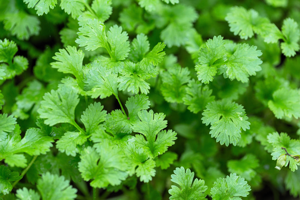 250 LEISURE CILANTRO / CORIANDER Coriandrum Sativum Herb Vegetable Seeds