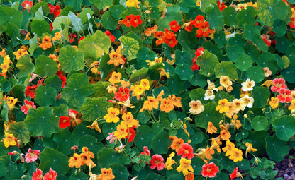 50 Mixed Colors Dwarf Jewel Nasturtium (Tropaeolum Minus) Seeds