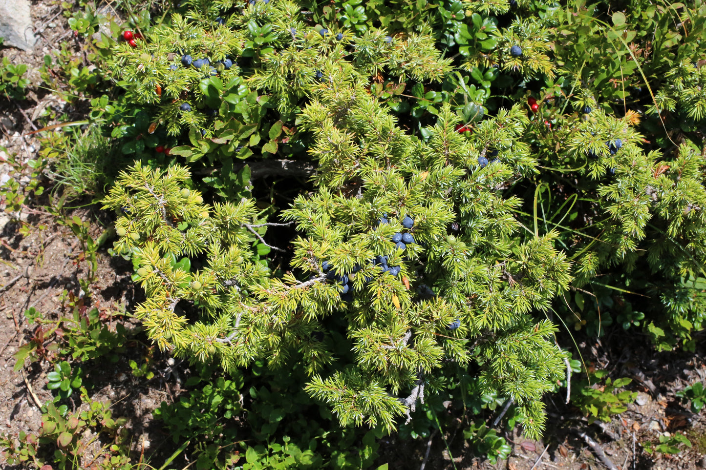 60 Common Juniper (Juniperus Communis) Seeds