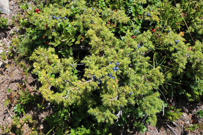 60 Common Juniper (Juniperus Communis) Seeds