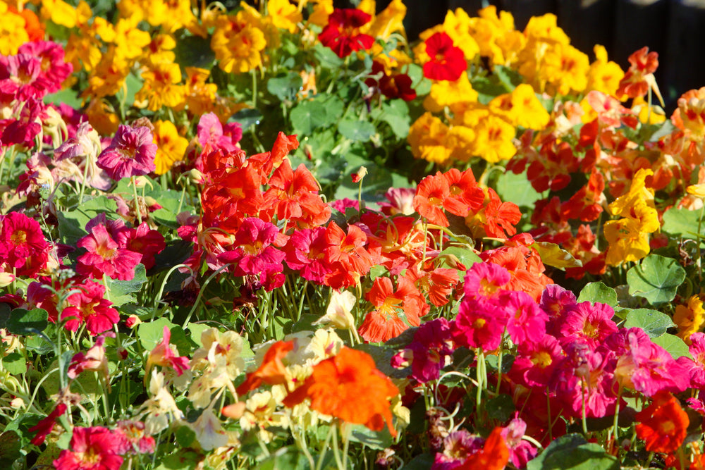 50 Mixed Colors Dwarf Jewel Nasturtium (Tropaeolum Minus) Seeds