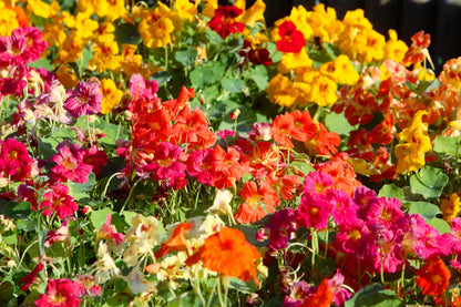 50 Mixed Colors Dwarf Jewel Nasturtium (Tropaeolum Minus) Seeds