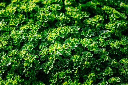 Triple Curled Parsley (Petroselinum crispum) Seeds – 1,500 ct