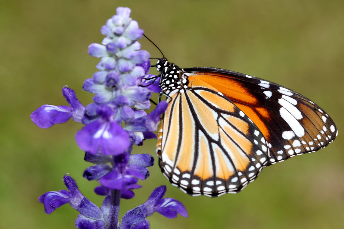 1000 True Blue Hyssop (Hyssopus Officinalis; Thymus Hyssopus) Seeds