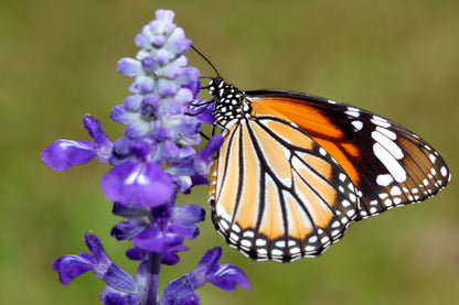 1000 True Blue Hyssop (Hyssopus Officinalis; Thymus Hyssopus) Seeds