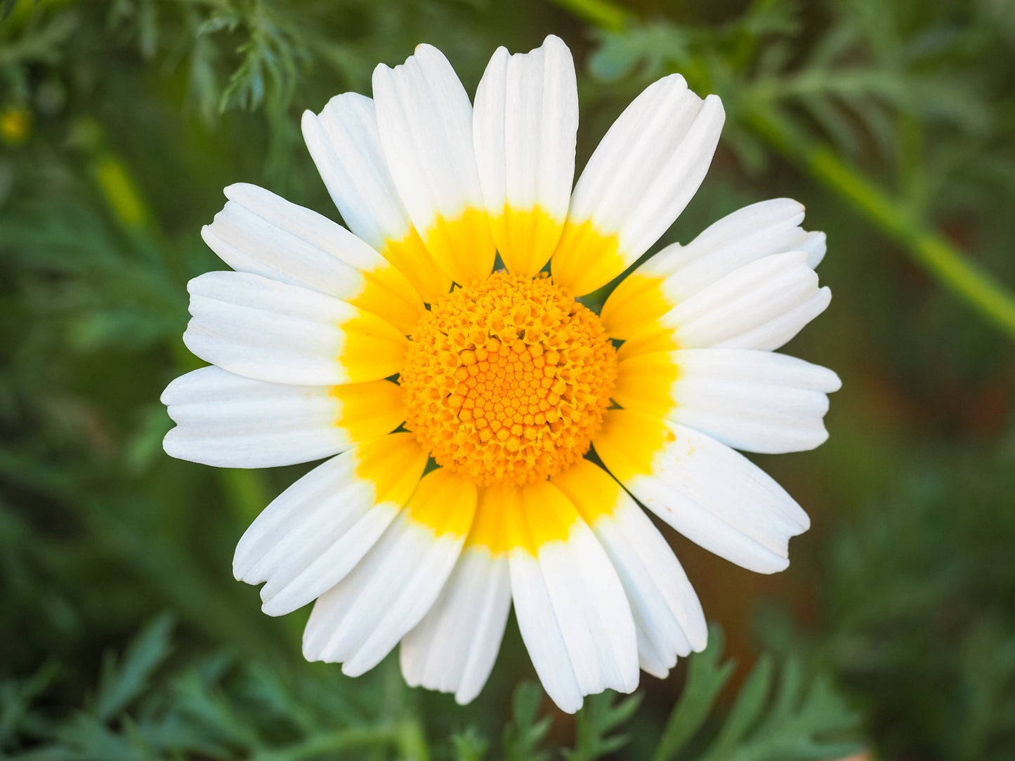 1000 Garland Crown Daisy Chrysanthemum (Coronarium Glebionis) Seeds