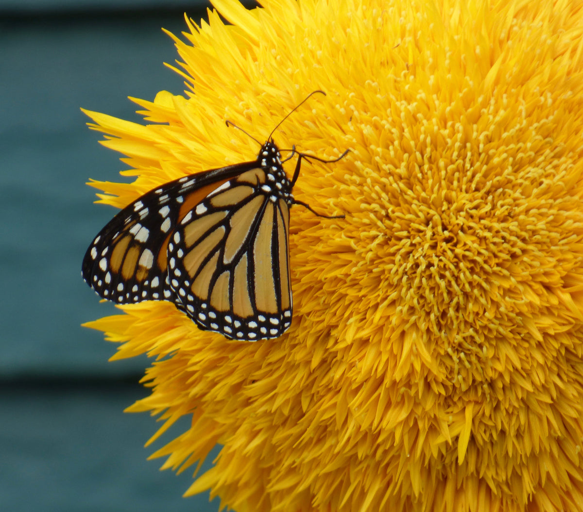 Double Dwarf Teddy Bear Sunflower (Helianthus annuus) Seeds – 150 ct