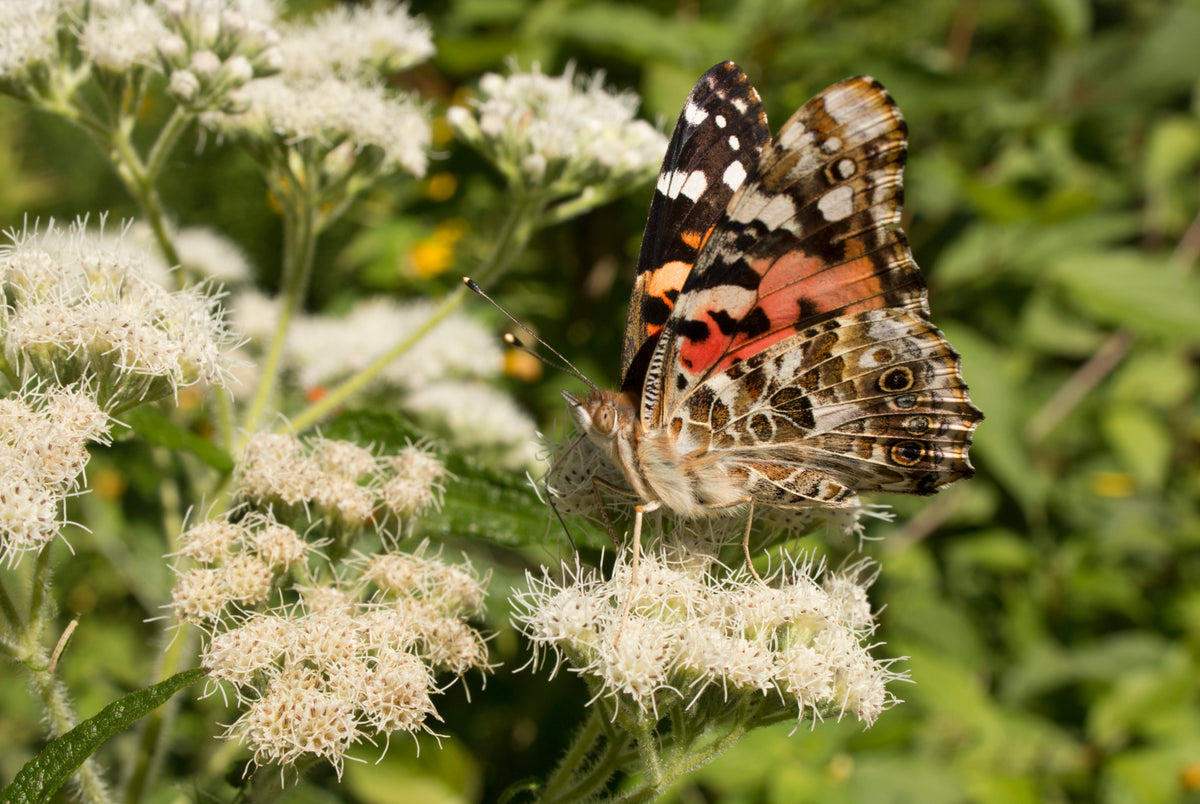 200 Tall White Boneset (Eupatorium Perfoliatum) Seeds