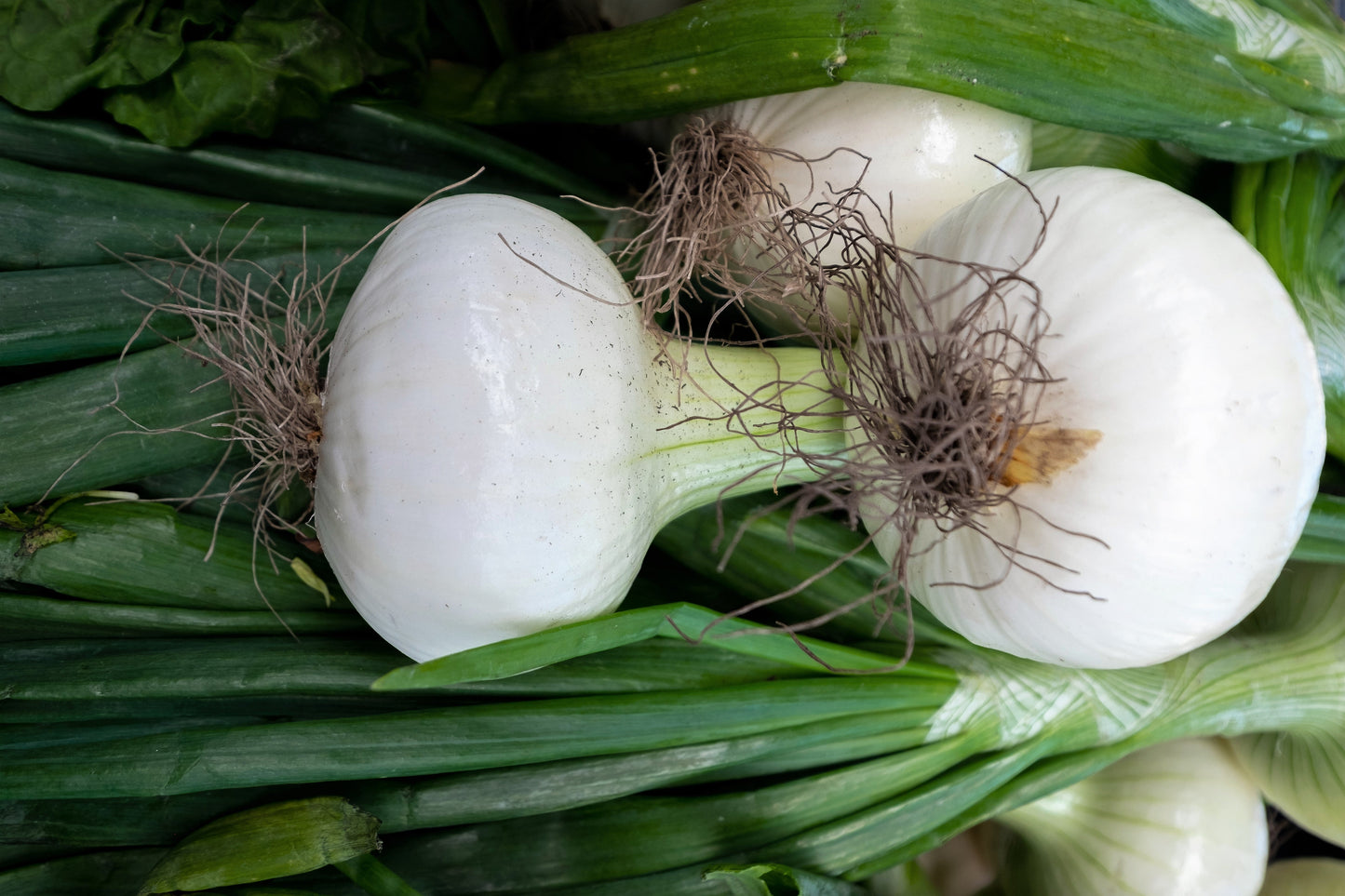 500 Sweet White Spanish Onion (Allium Cepa) Seeds