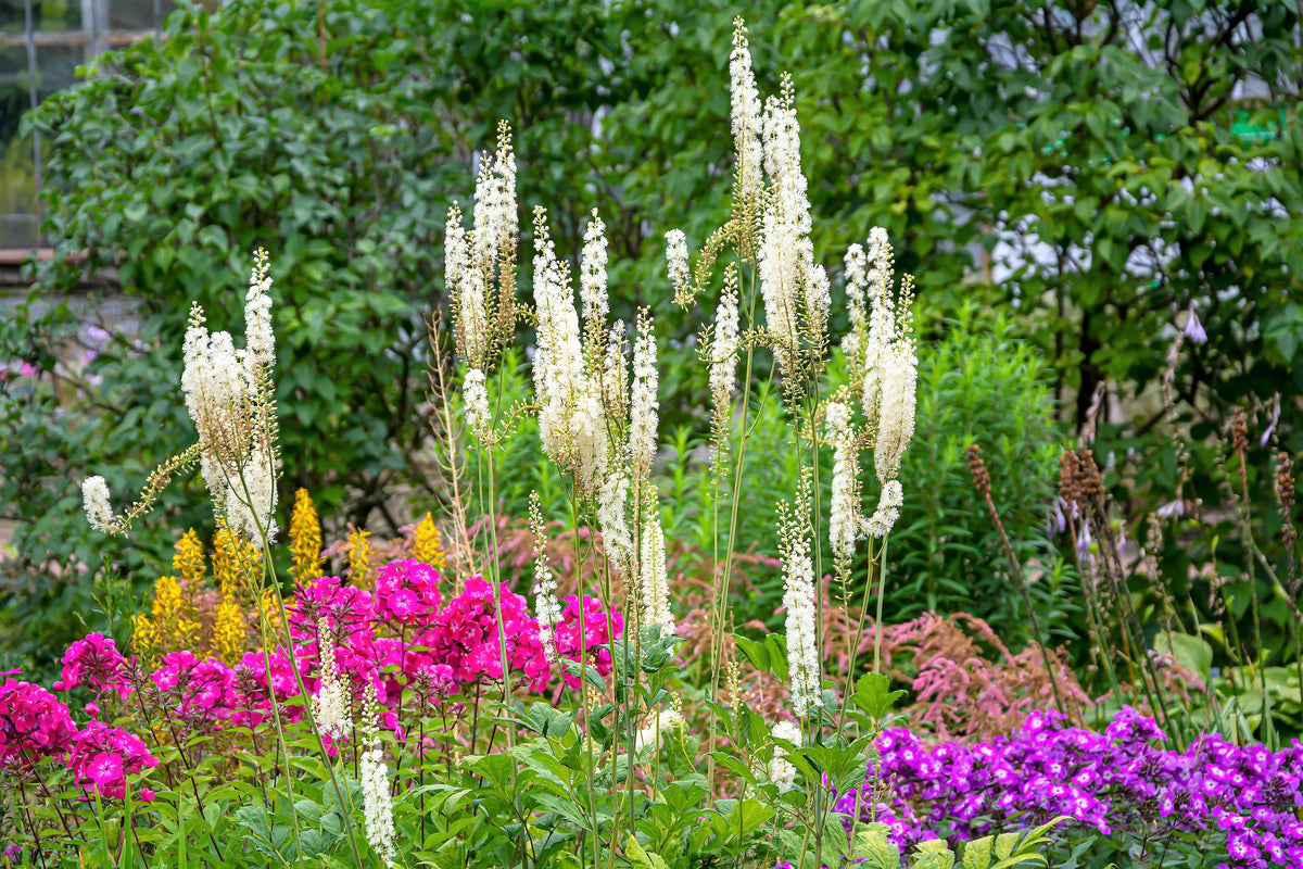 50 BLACK COHOSH Bugbane Actaea Racemosa Cimicifuga Bugbane Snakeroot Native White Shade Flower Herb Seeds