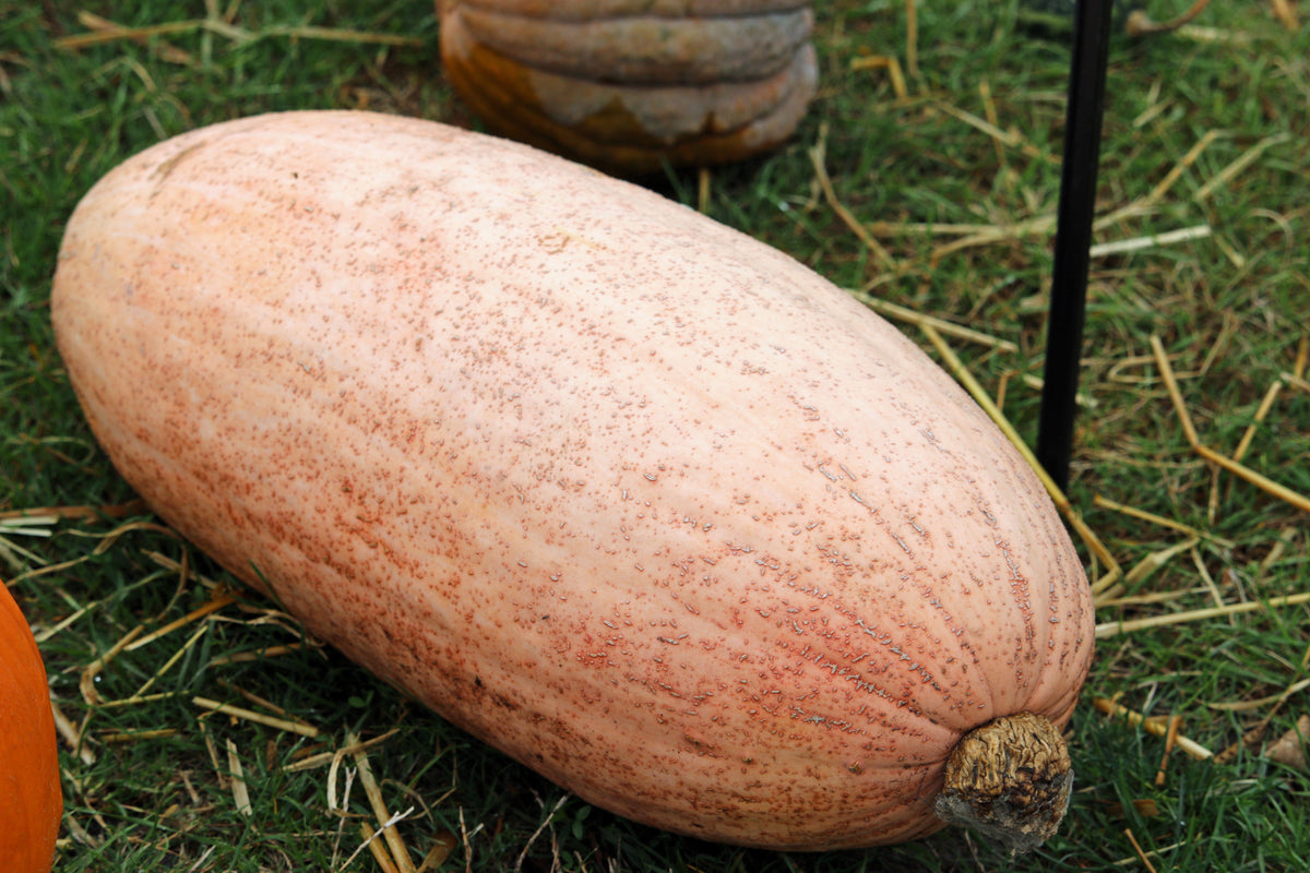 25 Jumbo PINK BANANA SQUASH Perilla Frutescens Heirloom Winter Vegetable Seeds