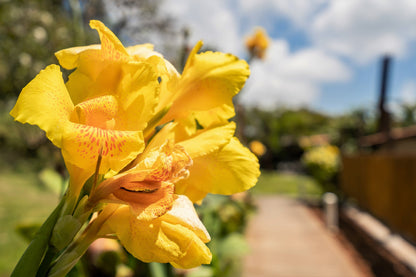 Yellow Canna Lily (Canna indica) Seeds – 5 ct