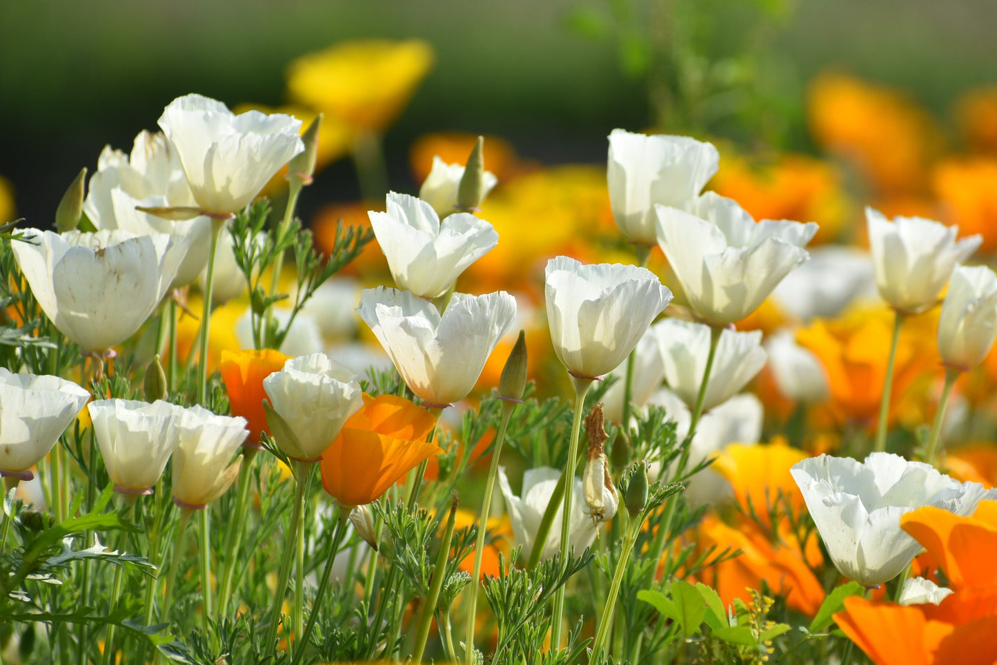 1000 White California Poppy (Eschscholzia Californica) Seeds