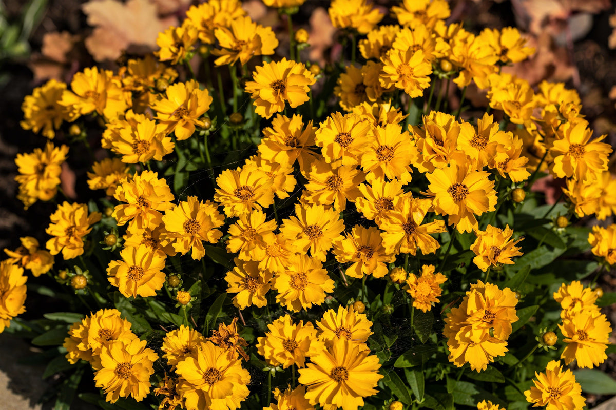 Lanceleaf Coreopsis (Coreopsis lanceolata) Seeds – 1,000 ct