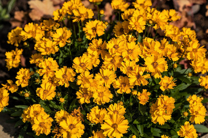 Lanceleaf Coreopsis (Coreopsis lanceolata) Seeds – 1,000 ct