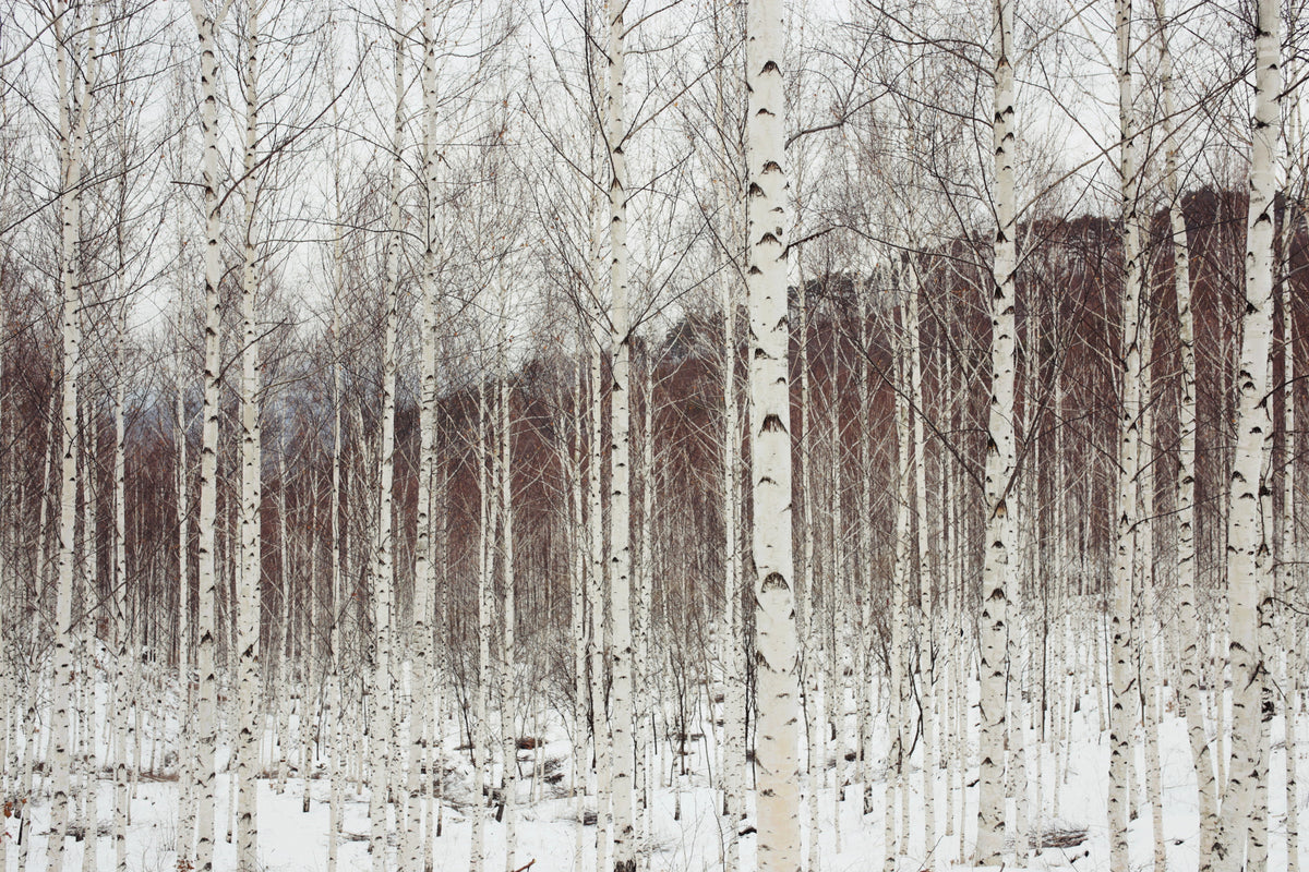 100 WHITE Japanese BIRCH TREE Betula Platyphylla Japonica Seeds