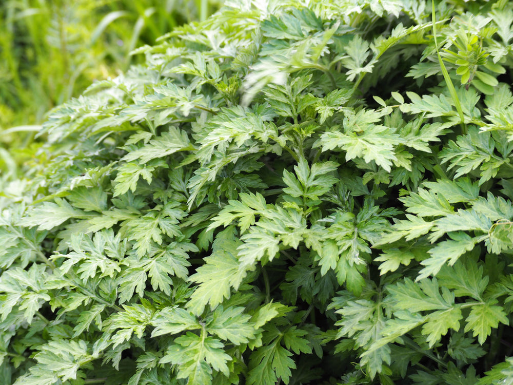1000 Japanese Mugwort (Artemisia Princeps) Seeds