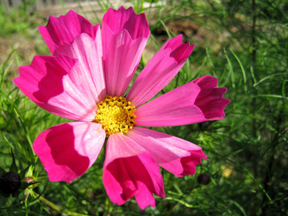 Seashells Cosmos (Cosmos bipinnatus) Seeds – 200 ct