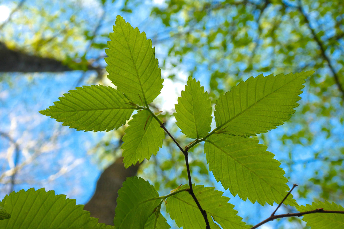 American Elm (Ulmus americana) Seeds – 25 ct