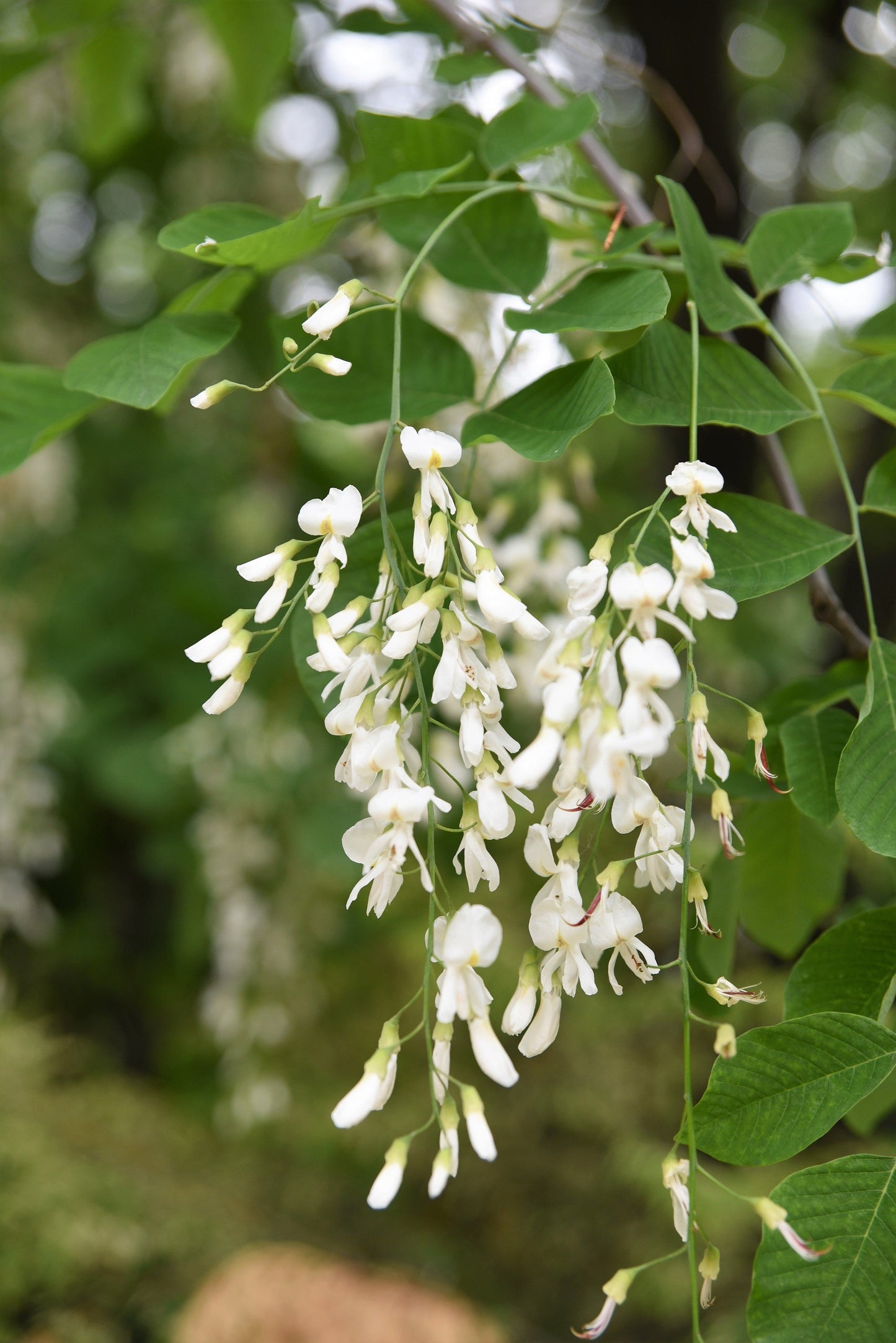 10 Yellow Ash Tree (Cladrastis Lutea Kentukea) Seeds