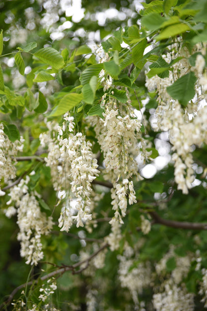 10 Yellow Ash Tree (Cladrastis Lutea Kentukea) Seeds