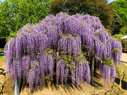 5 Japanese Wisteria (Wisteria Floribunda) Seeds