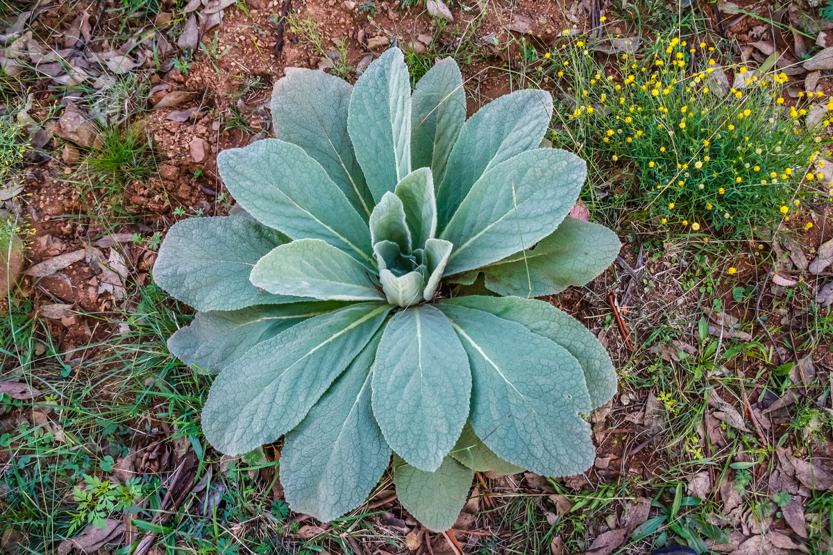 150 YELLOW VERBASCUM Thapsus Common Mullein Flower Herb Seeds
