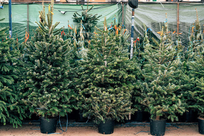 Fraser Fir ( Abies Fraseri ) Seeds