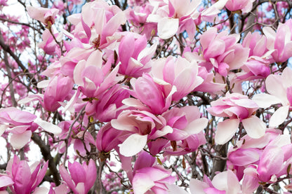 5 Saucer Magnolia/Tulip Tree (Soulangeana Denudata & Liliiflora)  Seeds