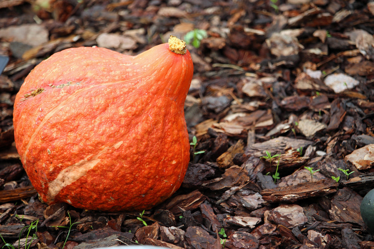 30 Golden Hubbard Squash (Cucurbita Maxima) Seeds