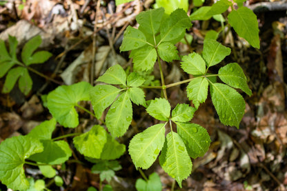 American Ginseng (Panax quinquefolius) Seeds – 25 ct